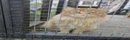 Maine Coon cats for sale: Red Maine Coon  in Etchingham - Advert 4