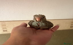Parakeets birds for sale: Hand reared Kakariki  - Image 1