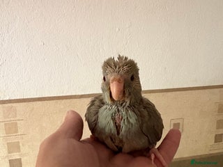 Parakeets birds - Advert 33