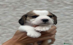Beagle dogs for sale: KC reg beagle puppies - Image 3