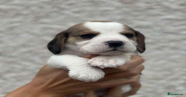 Beagle dogs - Advert 11