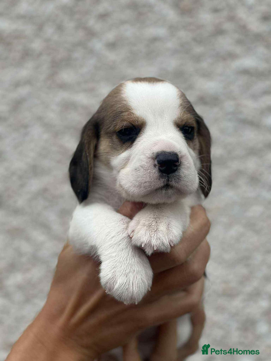 Beagle dogs for sale: KC reg beagle puppies - Image 3