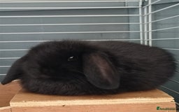Mini Lop rabbits for sale: Pure Bred Mini Lops - Image 1