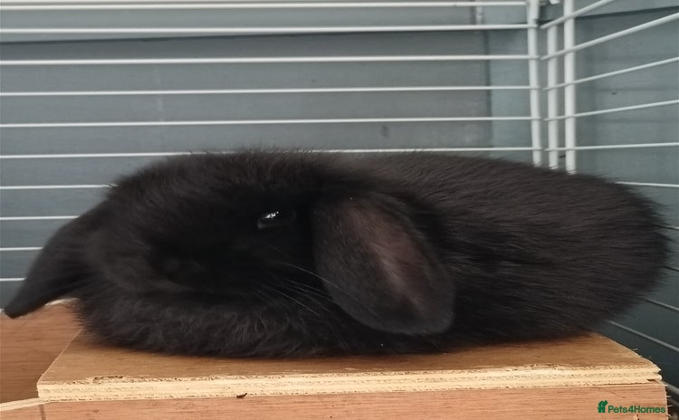 Mini Lop rabbits - Advert 11