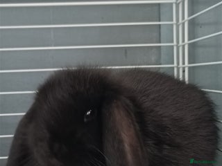 Mini Lop rabbits for sale - Advert 1