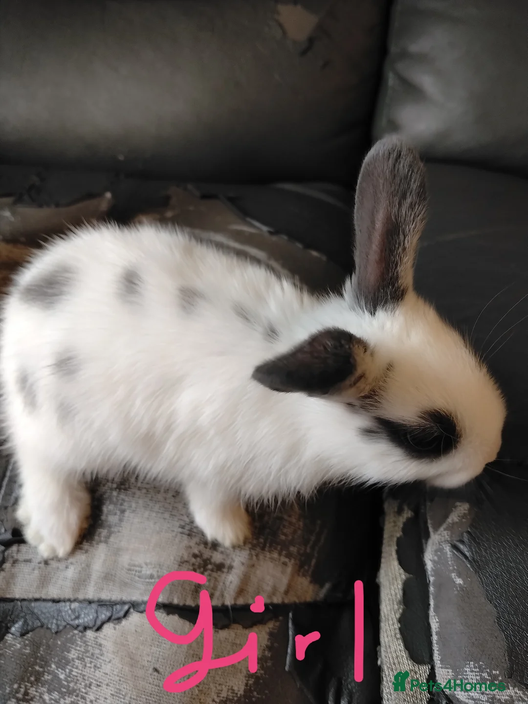 Netherland Dwarf rabbits for sale: Baby bunny's for sale in Burton-on-Trent - Advert 2