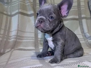 French Bulldog dogs for sale - Advert 1