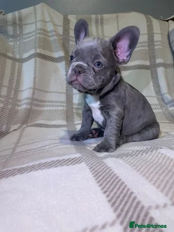 French Bulldog dogs - Advert 4