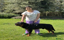 Rottweiler dogs for stud: Rottweiler Dog for Stud - Image 12