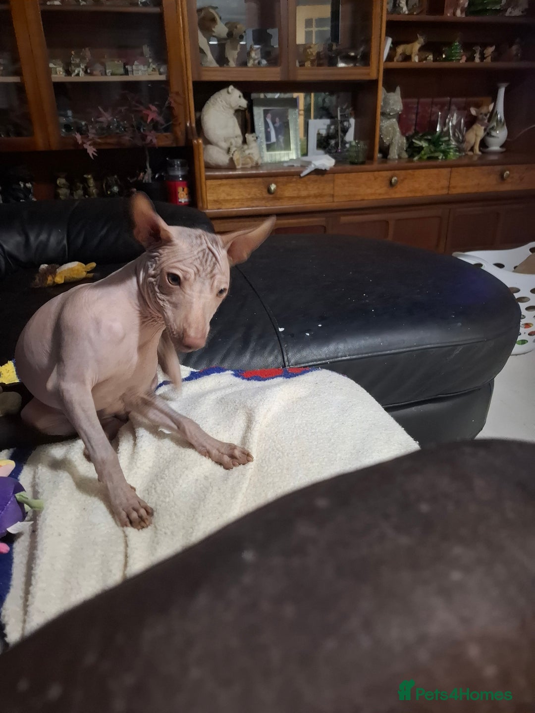 Mexican Hairless dogs for sale: Beautiful little boy 18week old - Advert 7