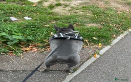 French Bulldog dogs for stud: French bulldog for stud  - Image 5