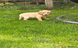 Cockapoo dogs for sale: Beautiful cocker spaniel x cockapoo - Image 6