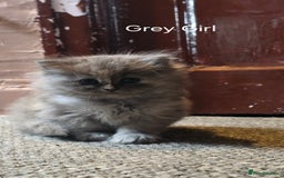 Ragdoll cats for sale: Ragdoll Kittens For Sale - Image 26