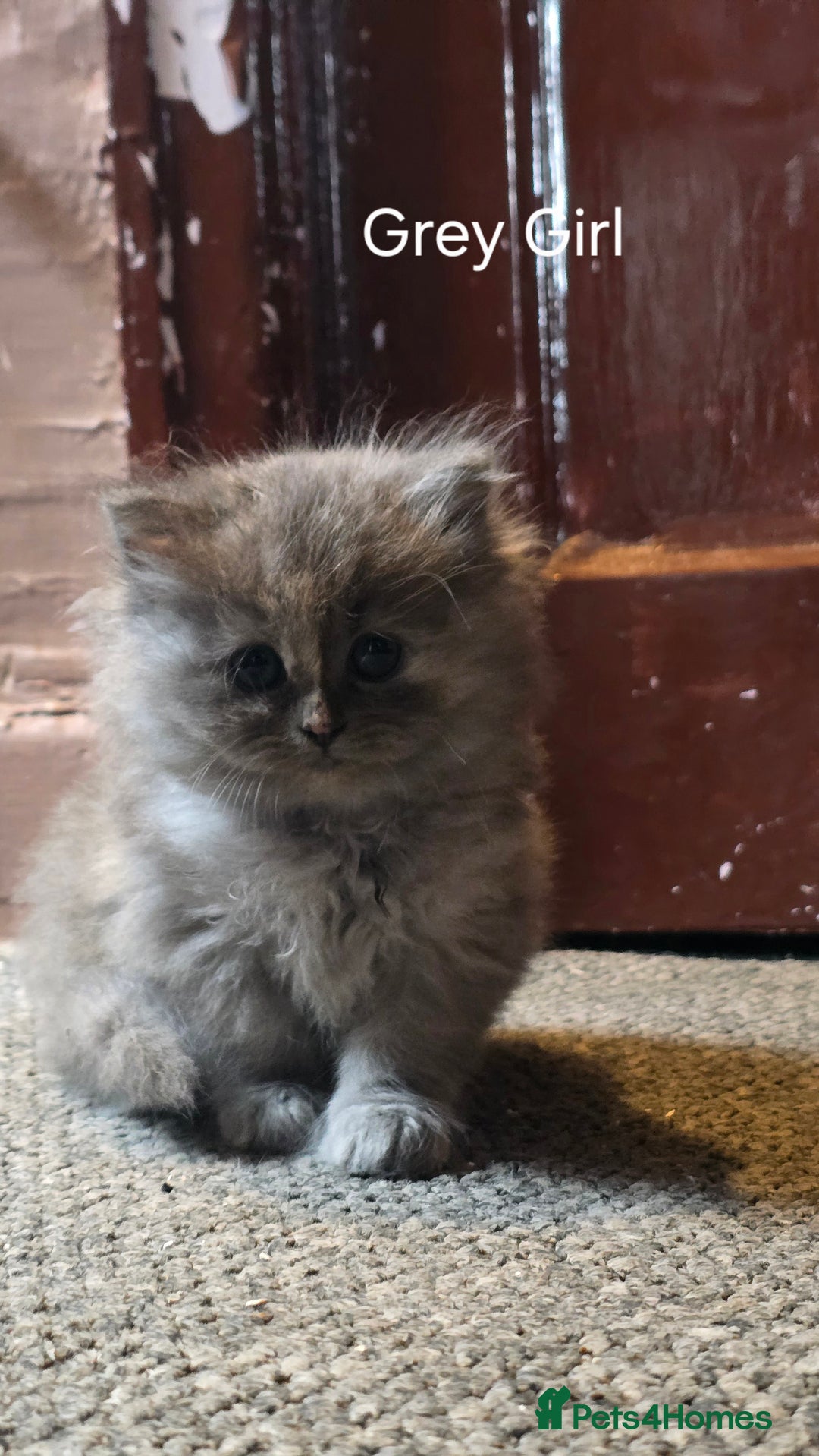 Ragdoll cats for sale: Ragdoll Kittens For Sale - Image 26