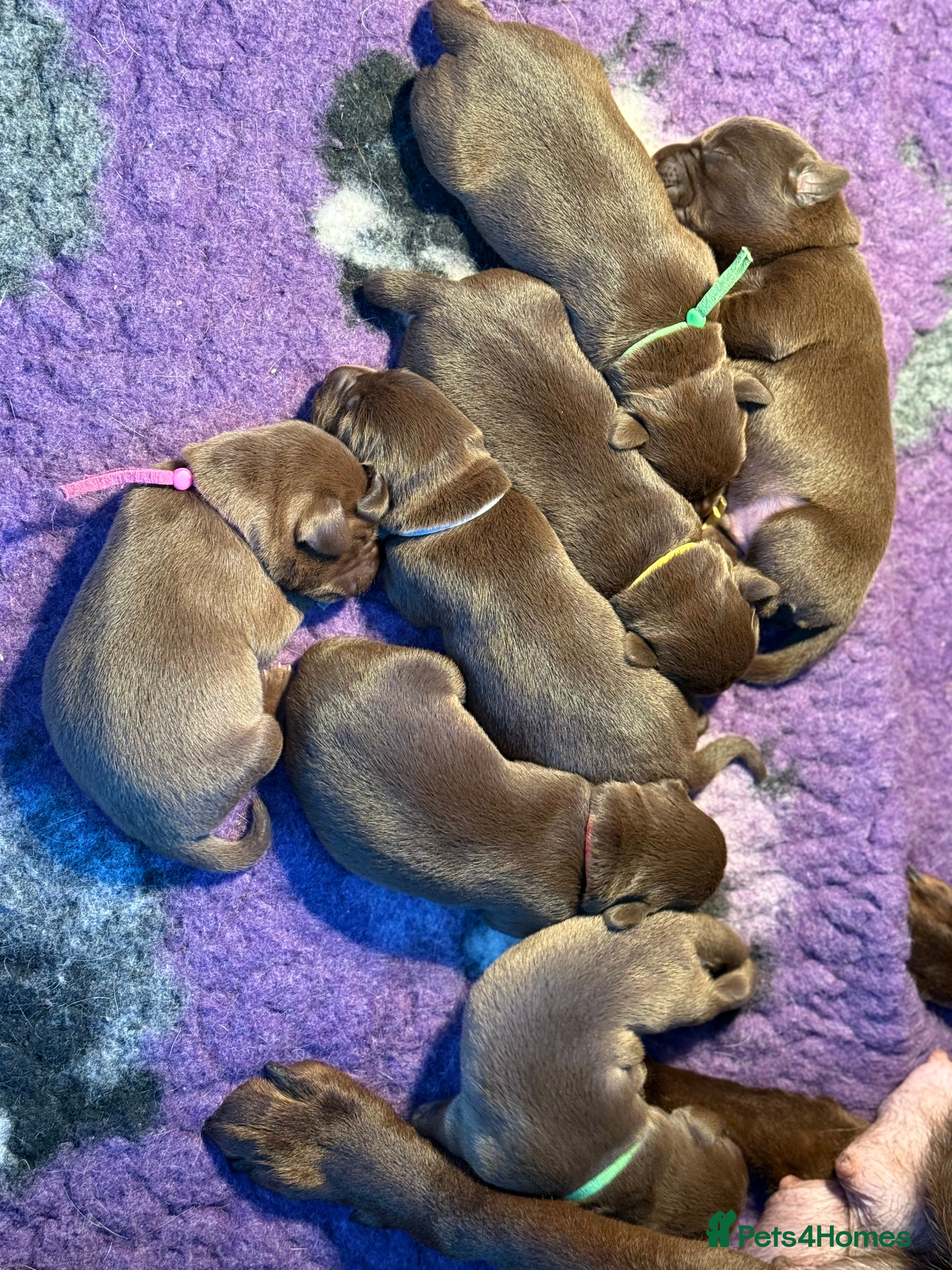 Labrador Retriever dogs Stunning choc lab pups  . 5🌟 Health status  - Advert 13