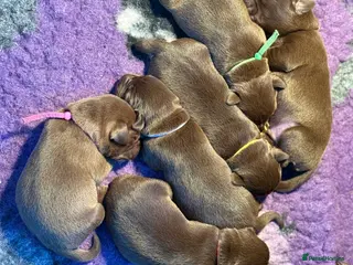 Labrador Retriever dogs Stunning choc lab pups . 5🌟 Health status - Advert 13