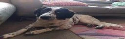 Mixed Breed dogs for adoption: Meet Bella, currently residing in Dunstable  in Dunstable - Advert 4