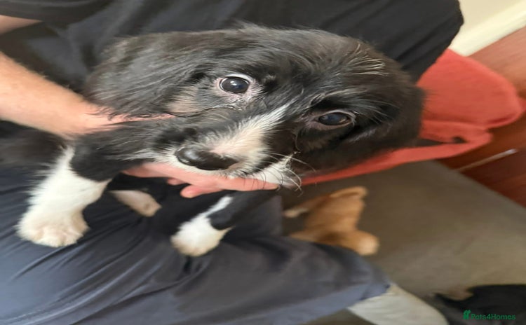 Mixed Breed dogs - Advert 4