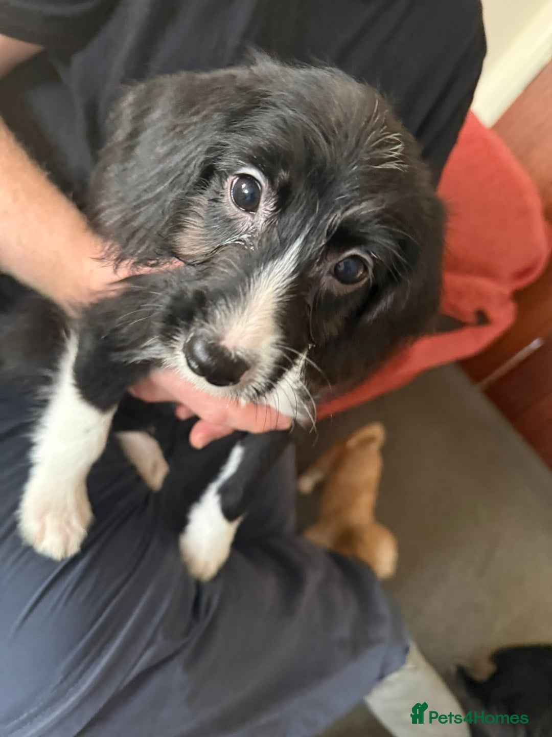 Mixed Breed dogs for sale: 5 gorgeous bordoodleXpatterspaniel - Image 8