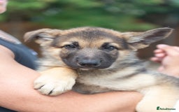 German Shepherd dogs for stud: PROVEN BIG BONED GERMAN SHEPHERD FOR STUD  in Romford - Image 18