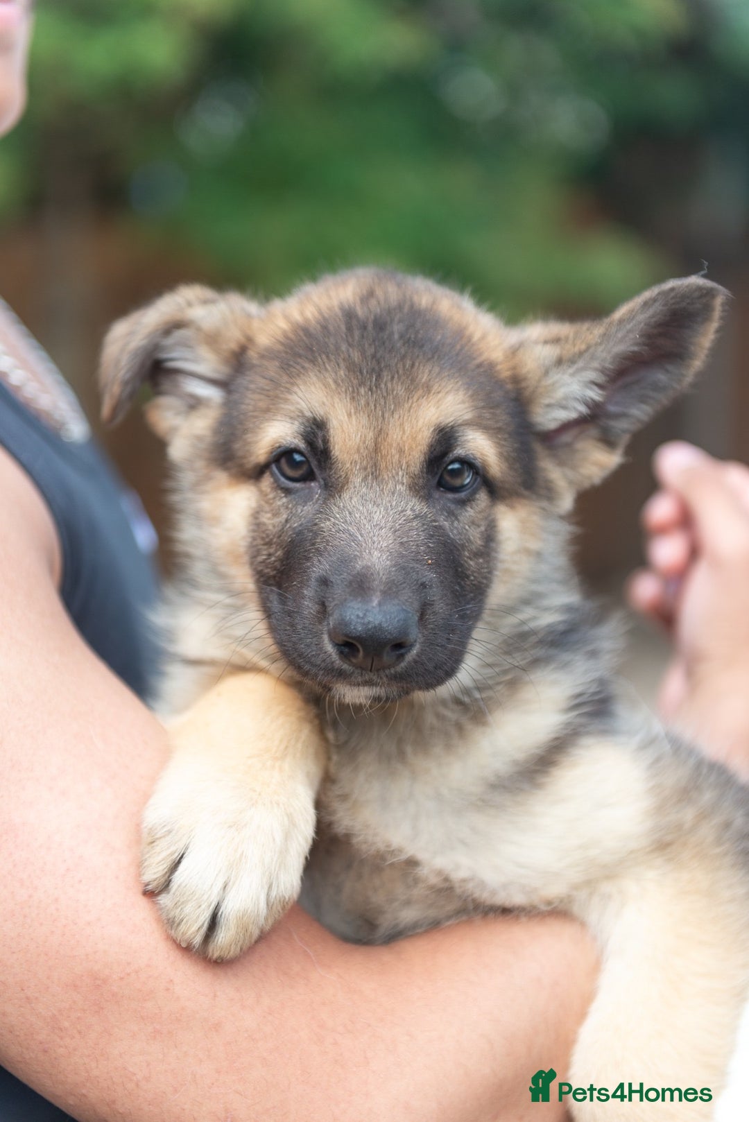 German Shepherd dogs for stud: PROVEN BIG BONED GERMAN SHEPHERD FOR STUD  in Romford - Image 18