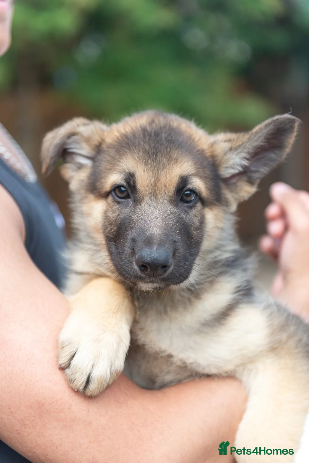 German Shepherd dogs for stud: PROVEN BIG BONED GERMAN SHEPHERD FOR STUD  in Romford - Advert 18