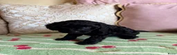 Cavapoo dogs for sale: F1 cavapoo puppies boys & girls  - Advert 10