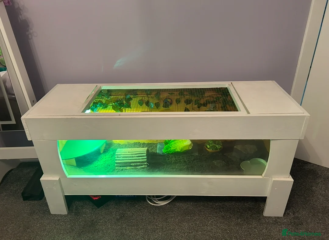 Tortoise reptiles for sale: Horsefield tortoise  in Glasgow - Advert 9