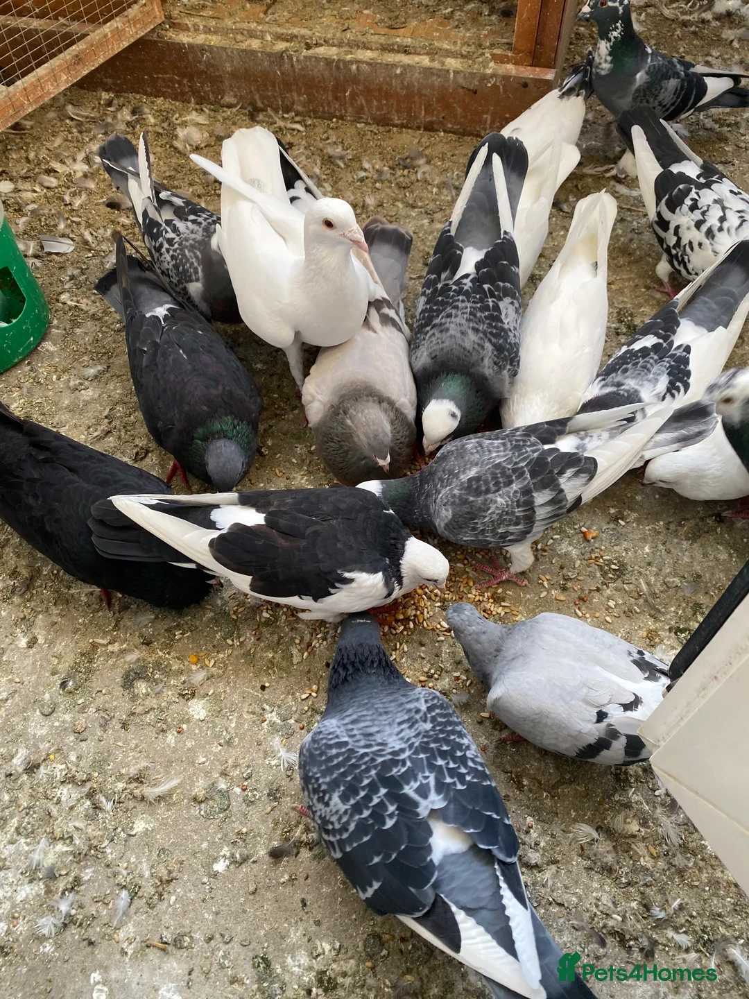 Pigeons birds for sale: Persian pigeons - Advert 7