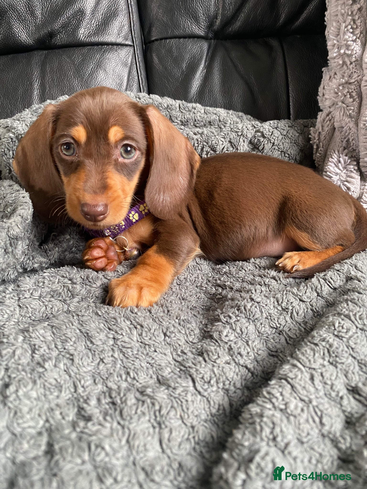 Miniature Dachshund dogs Reduced Kc miniature dachshund ready now - Advert 2