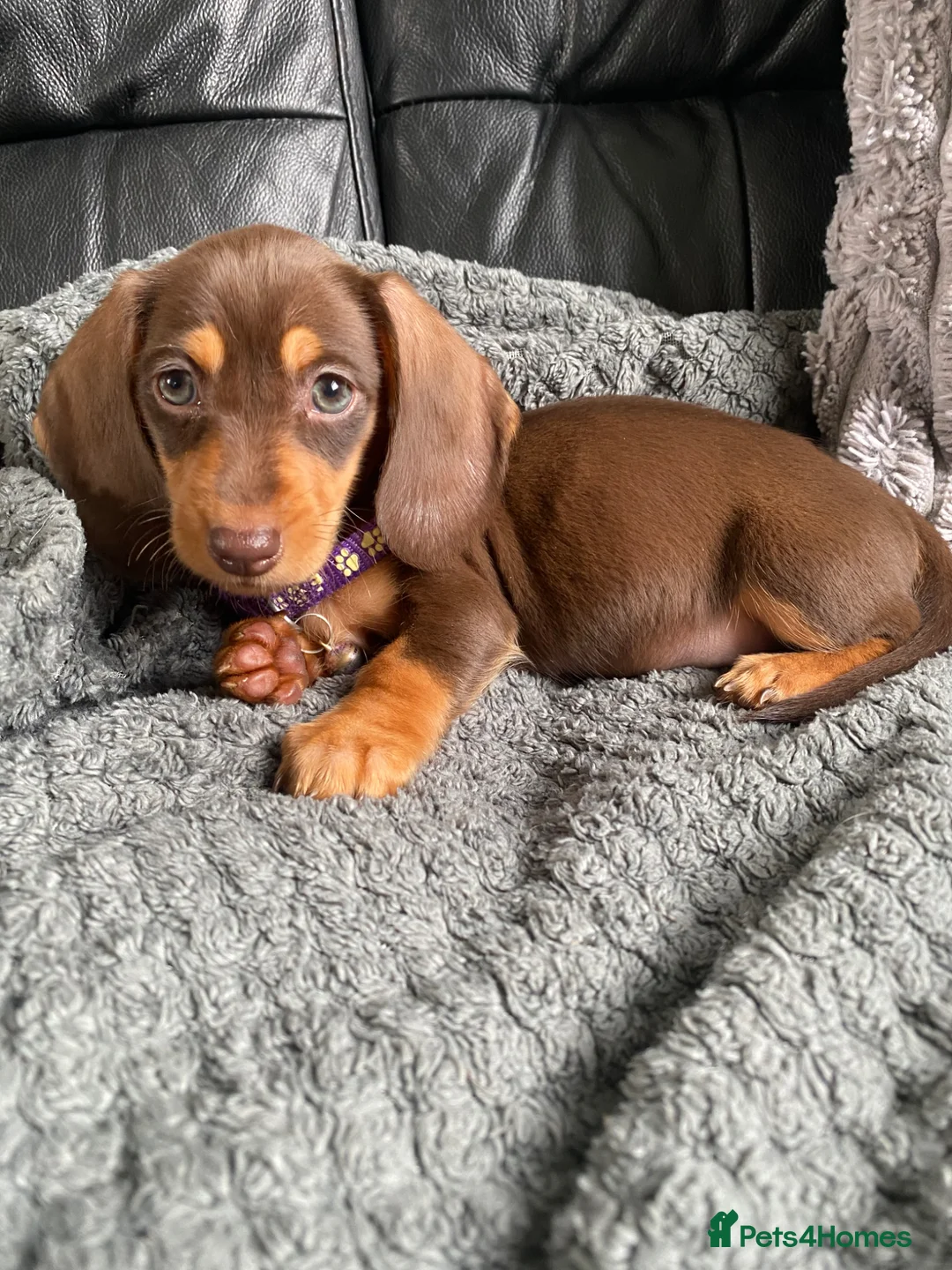 Miniature Dachshund dogs for sale: Reduced Kc miniature dachshund ready now - Advert 2
