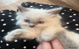 Ragdoll cats for sale: Beautiful Pedigree Ragdoll kittens  - Image 3