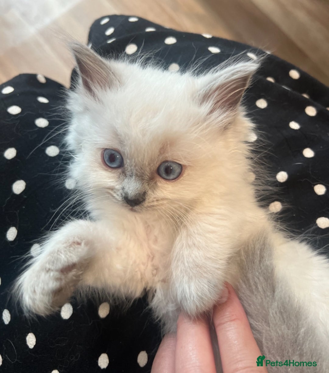 Ragdoll cats for sale: Beautiful Pedigree Ragdoll kittens  - Image 3