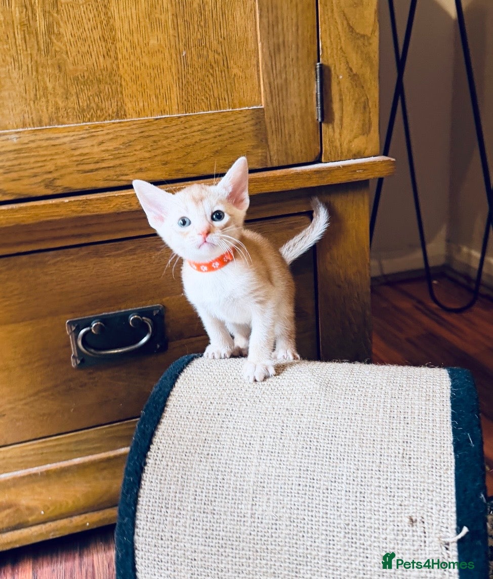 Abyssinian cats for sale: 🏆✨ CHAMPION Silver Cinnamon  Abyssinian  ✨🏆❤️ - Advert 18