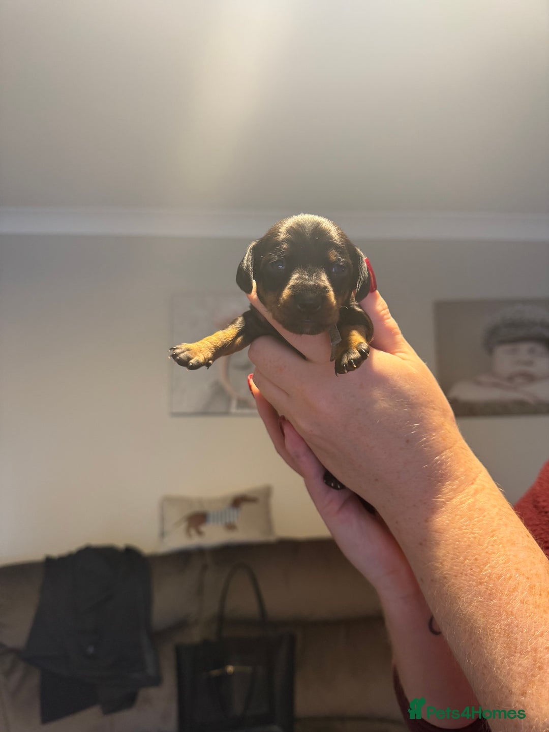 Mixed Breed dogs for sale: Doxie pin puppies - Advert 8