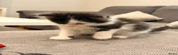 Maine Coon cats for sale: Maine coon - Advert 5