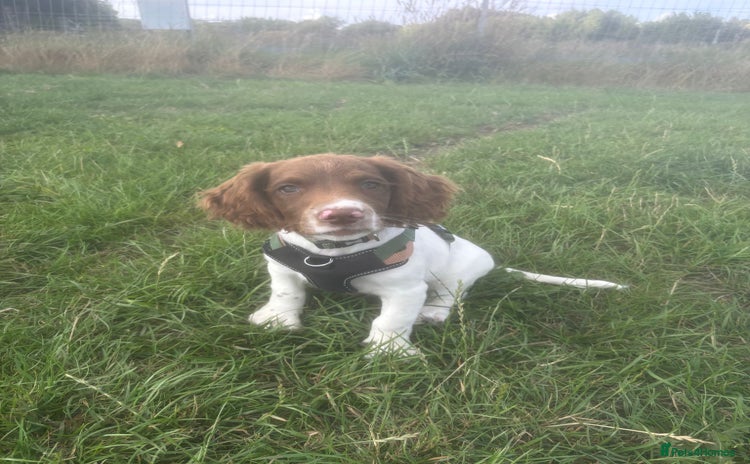 English Springer Spaniel dogs - Advert 1