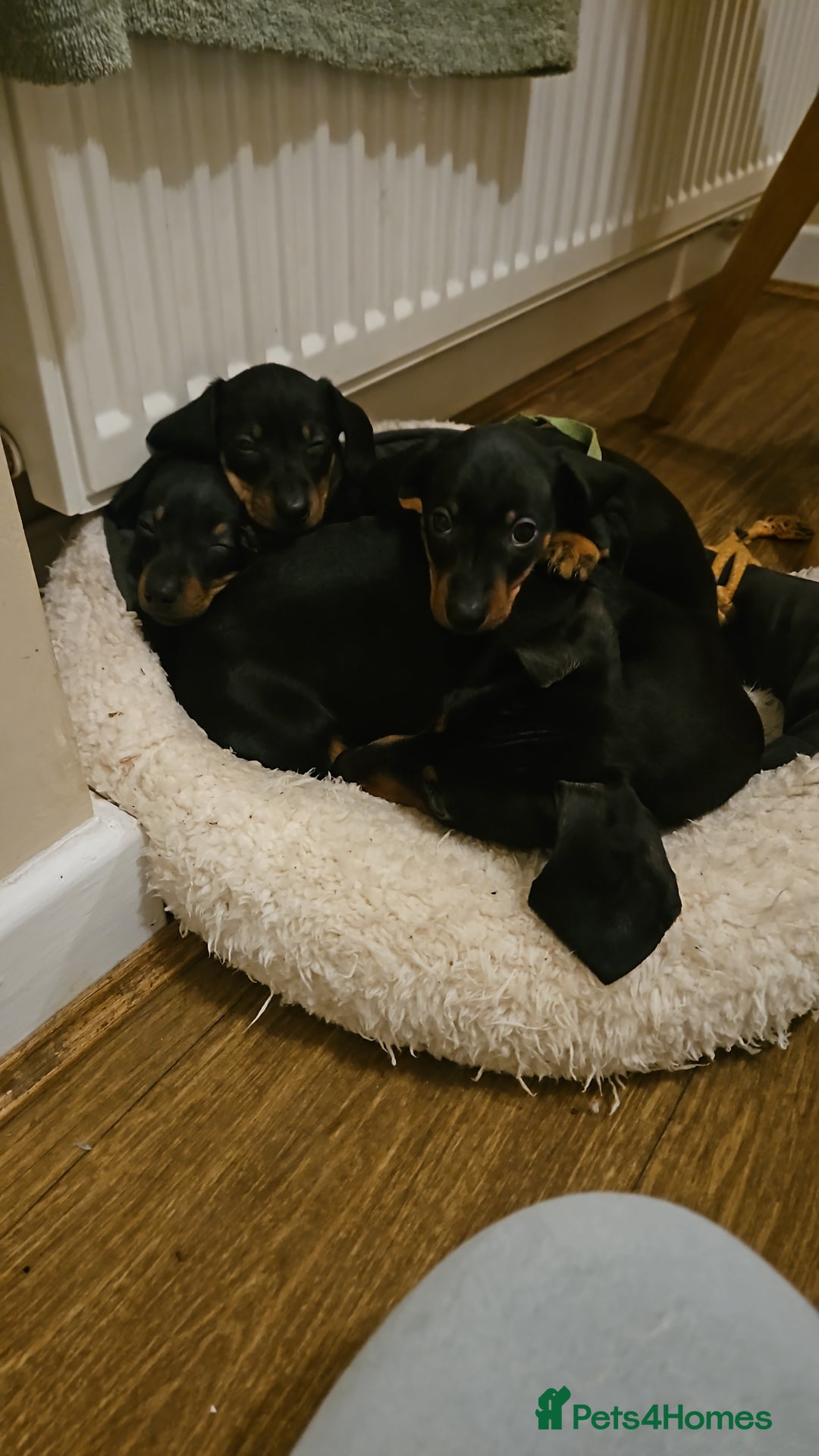 Miniature Dachshund dogs for sale: Miniature dachshund male puppies - Advert 6