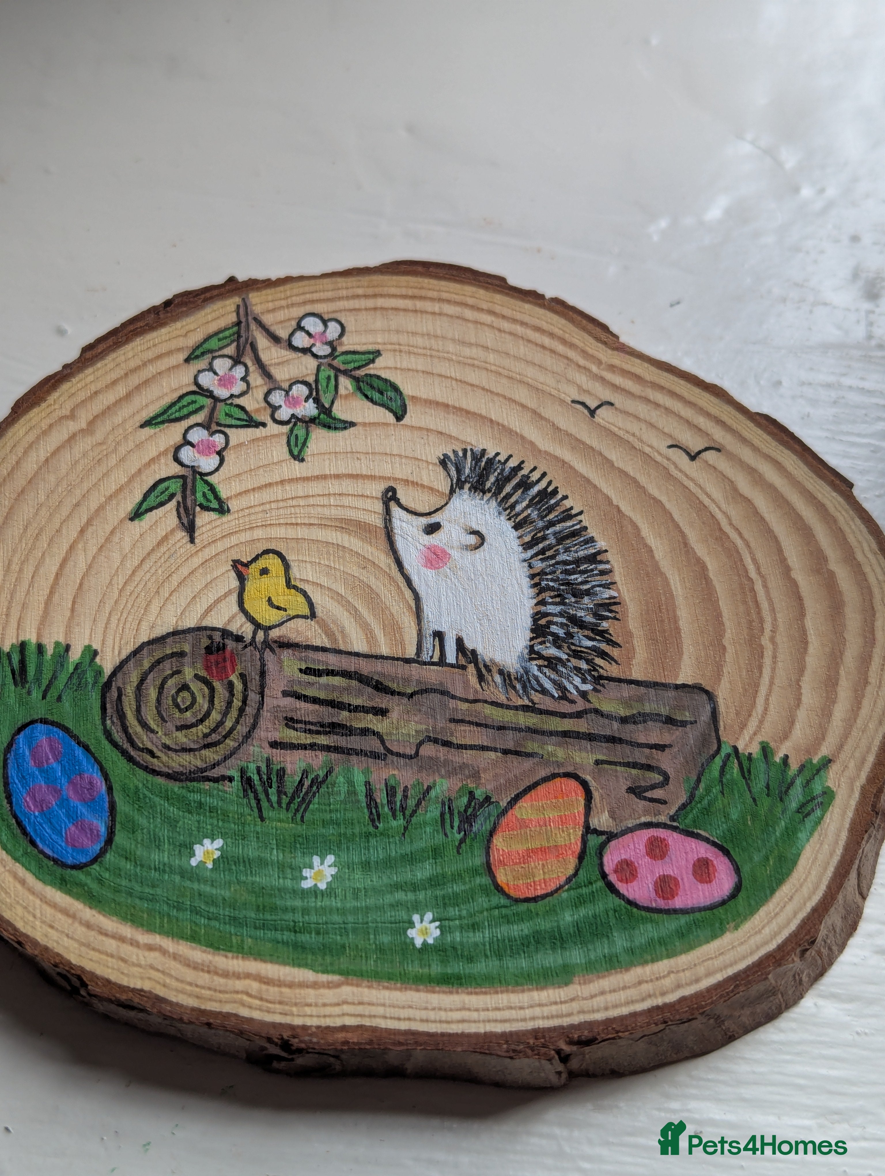 Pygmy Hedgehog rodents Beautiful Baby Hoglets Ready Now/Reserve  - Advert 2