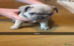 French Bulldog dogs for sale:  frenchies puppies  - Image 18