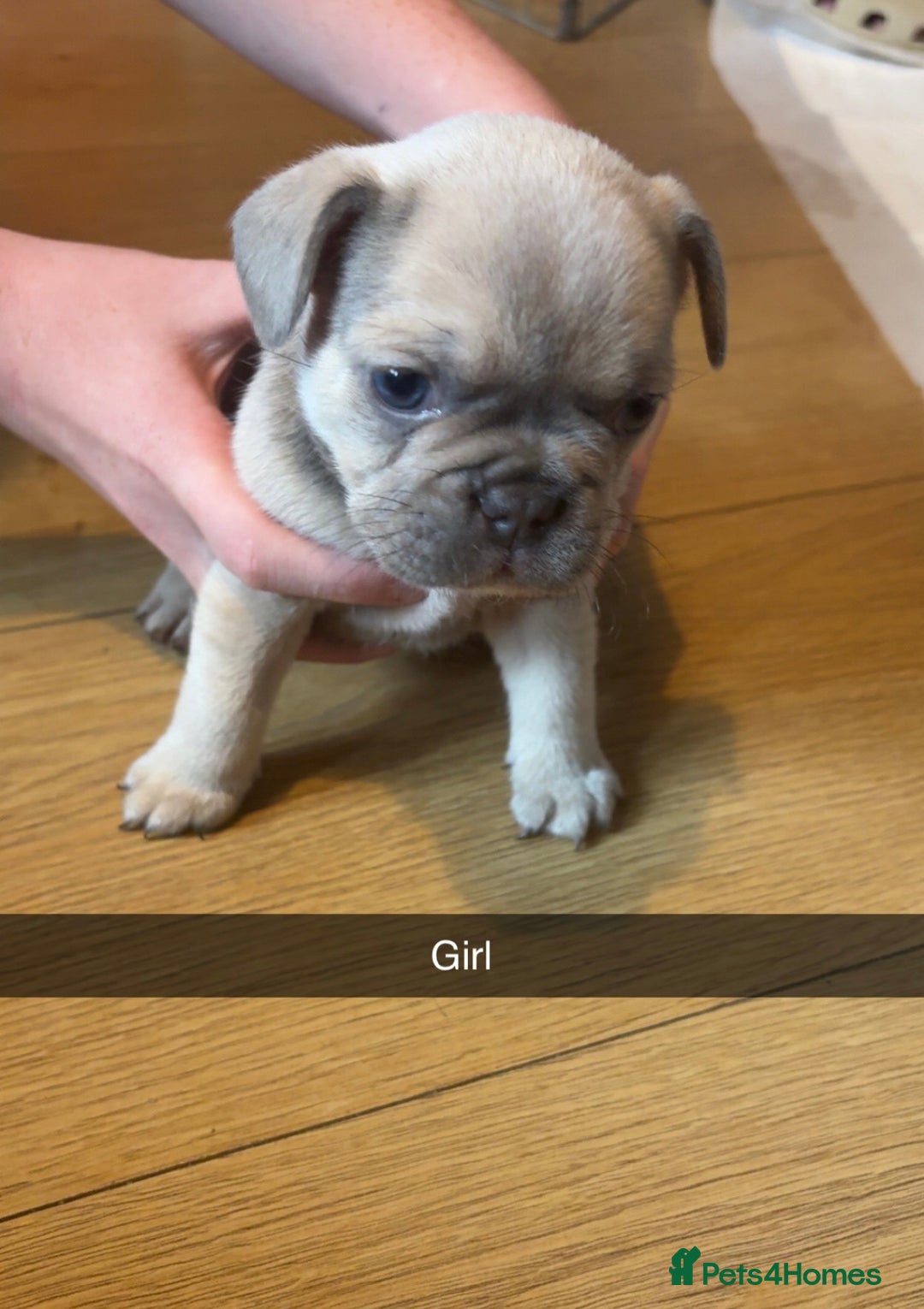 French Bulldog dogs for sale:  frenchies puppies  - Image 18