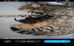 Bengal cats for sale: Bengal cross kittens - Image 5