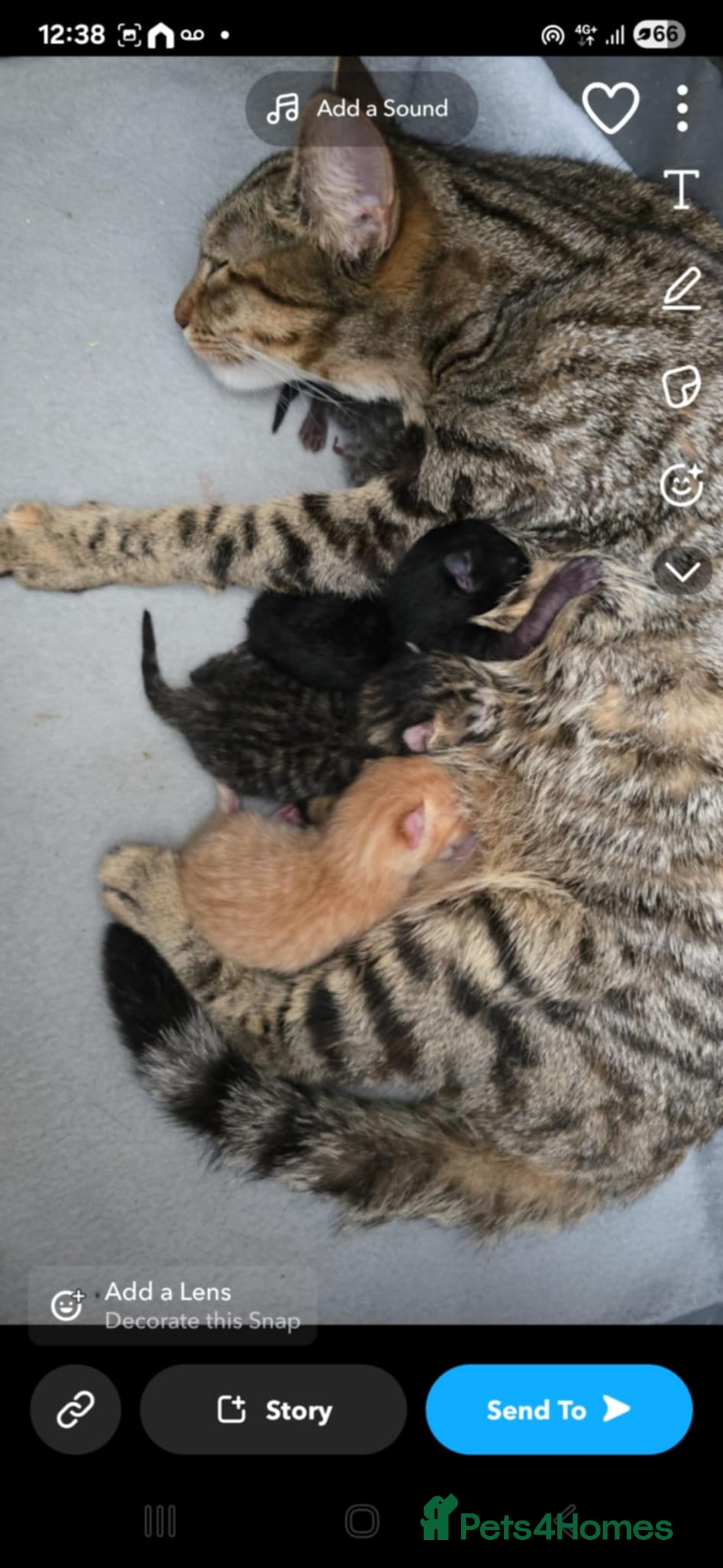 Bengal cats for sale: Bengal cross kittens - Image 5