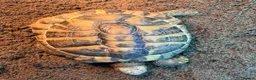 Hermann Tortoise reptiles for sale: Herman Tortoise and large tortoise table and Lamp - Advert 5