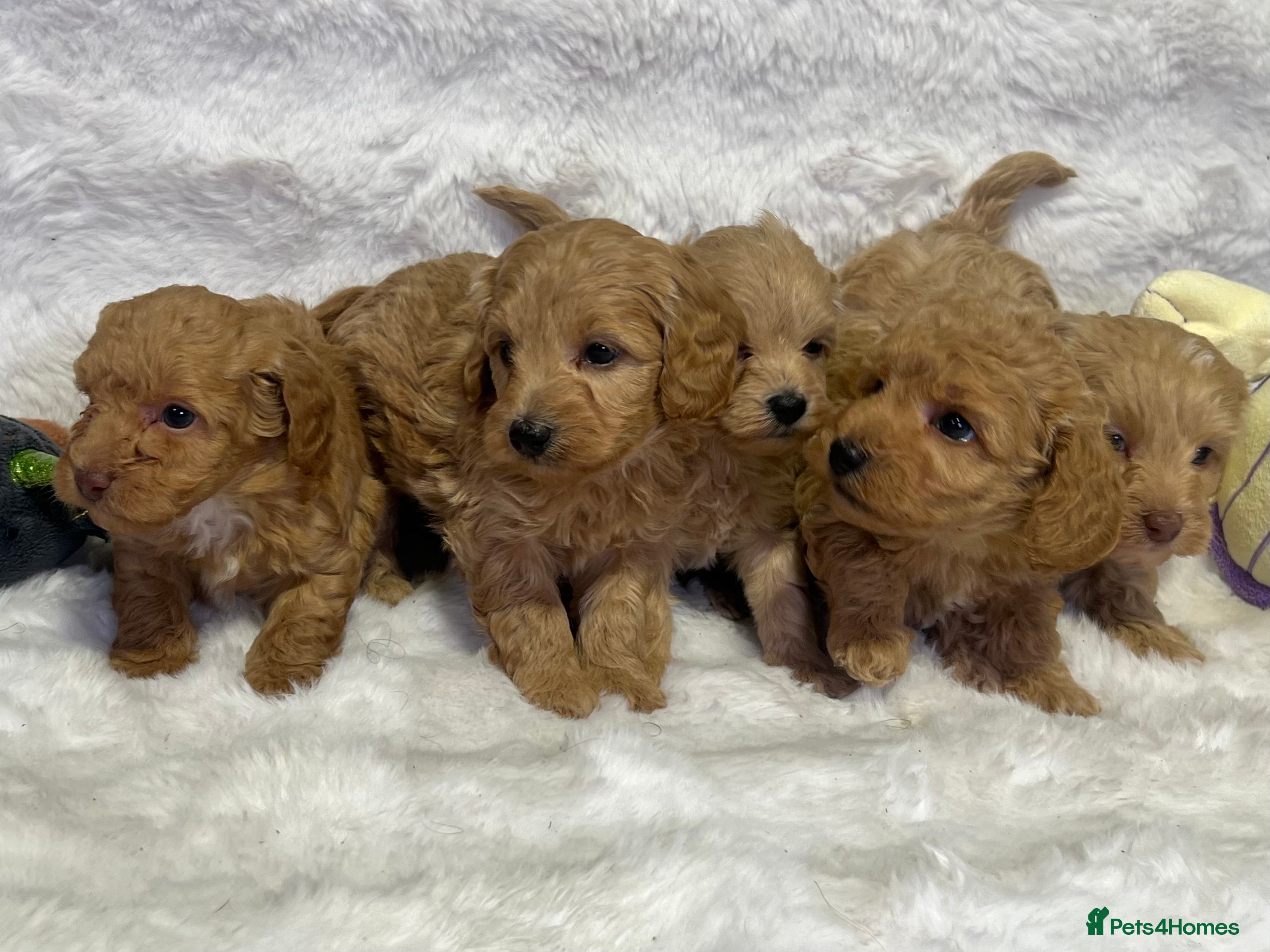 Maltipoo dogs 🧸Maltipoo F1 baby’s🤎 - Advert 4