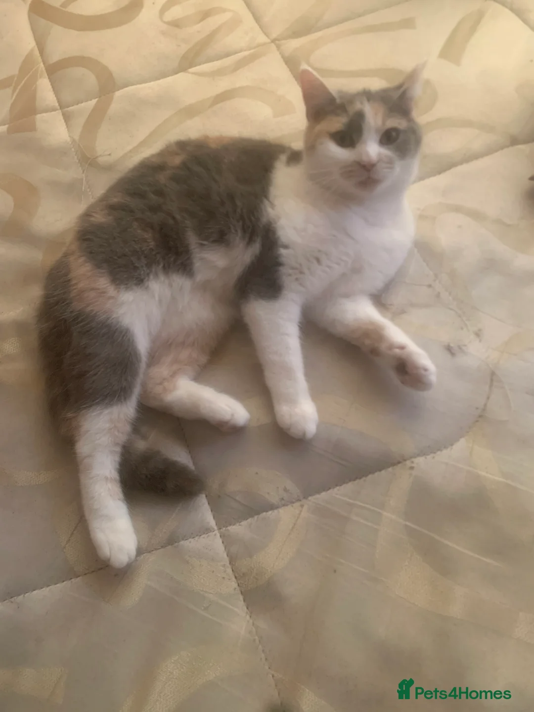 British Shorthair cats for sale: Cats for  in Luton - Advert 4