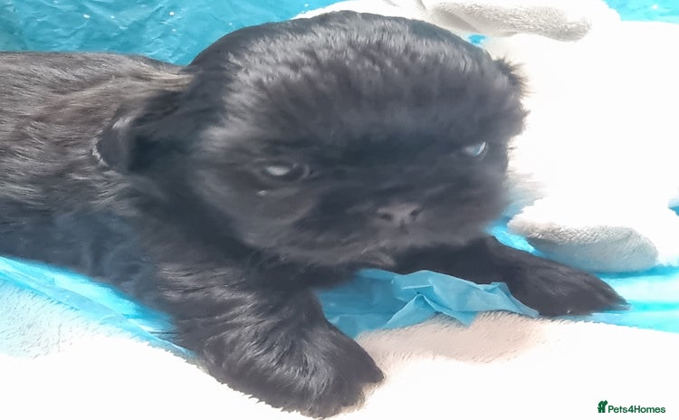 Shih Tzu dogs - Advert 4