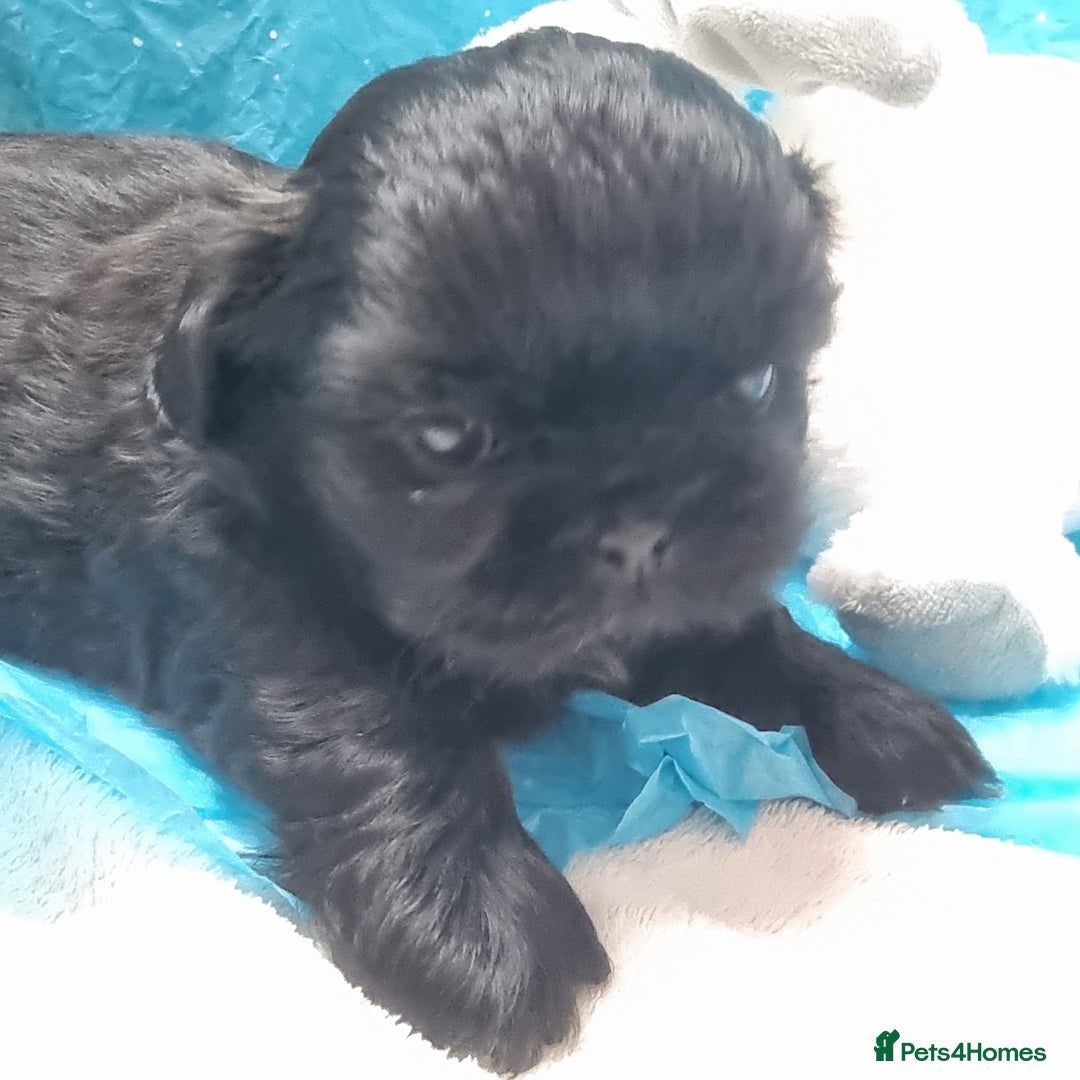 Shih Tzu dogs for sale: Kc reg stunning very tiny babies boys/girls - Image 21