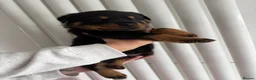 Rottweiler dogs for sale: Beautiful German bloodline Rottweiler puppies - Advert 25