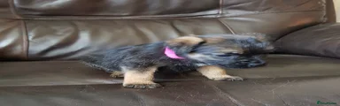 Border Terrier 4